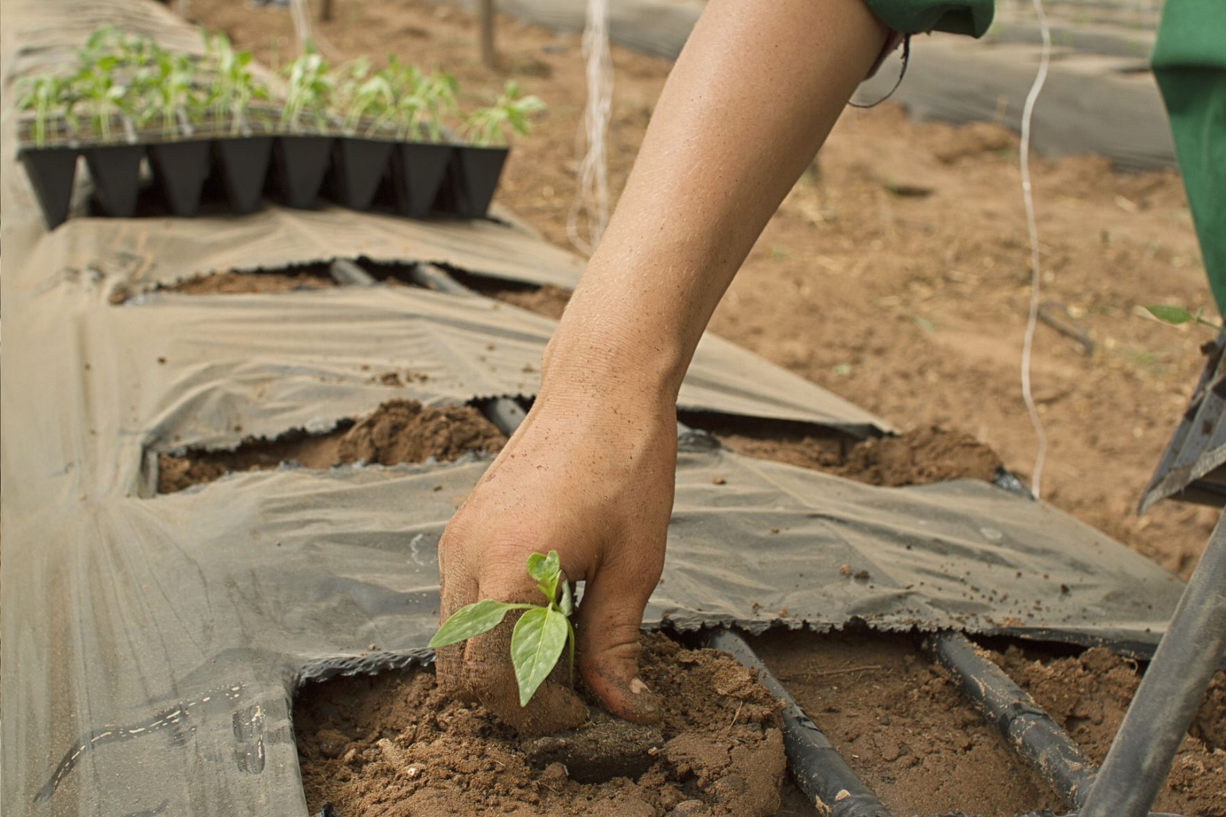 Agriculture worker